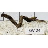 Stump wood 24