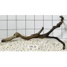 Stump wood 26