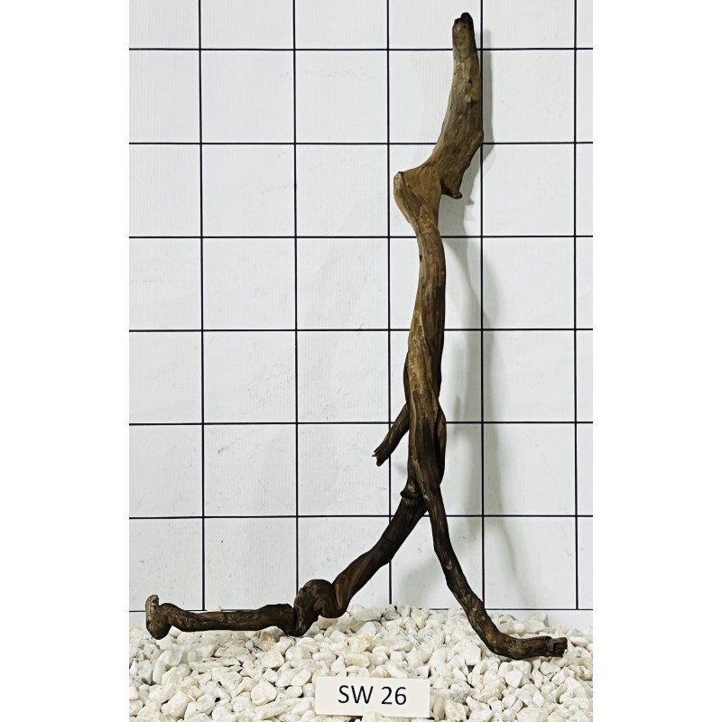 Stump wood 26