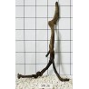 Stump wood 26
