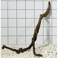 Stump wood 26