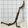 Stump wood 26
