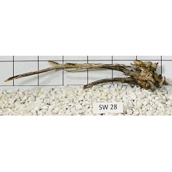 Stump wood 28