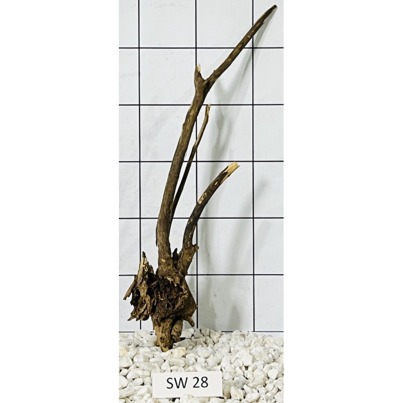 Stump wood 28