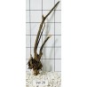Stump wood 28