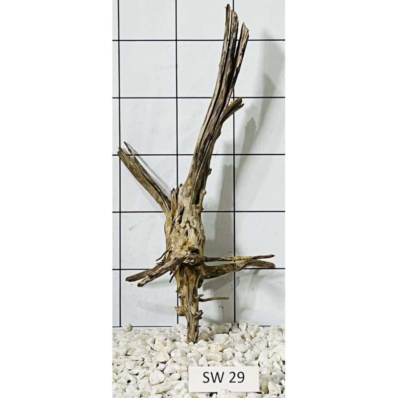 Stump wood 29