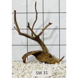 Stump wood 31