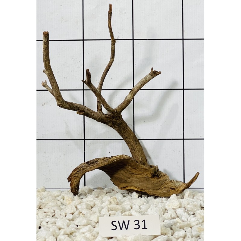 Stump wood 31