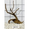 Stump wood 31