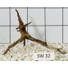 Stump wood 32