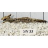 Stump wood 33