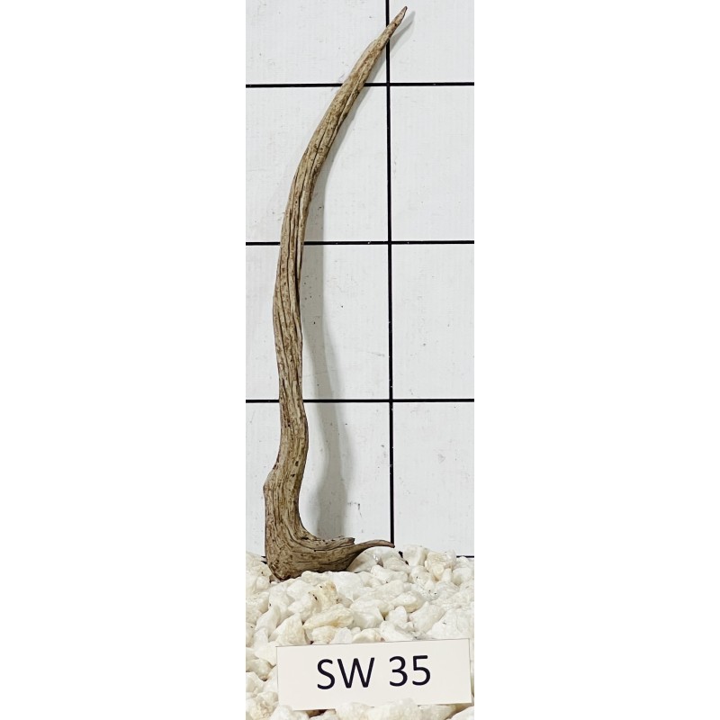 Stump wood 35