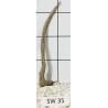 Stump wood 35