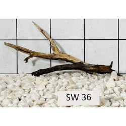 Stump wood 36