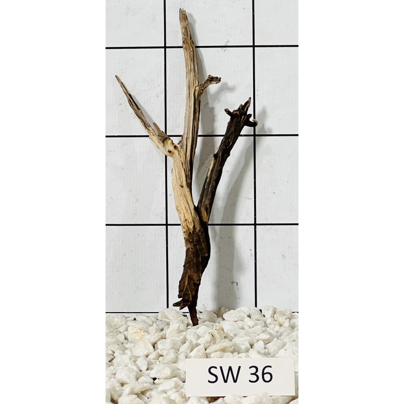 Stump wood 36