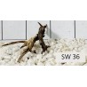 Stump wood 36