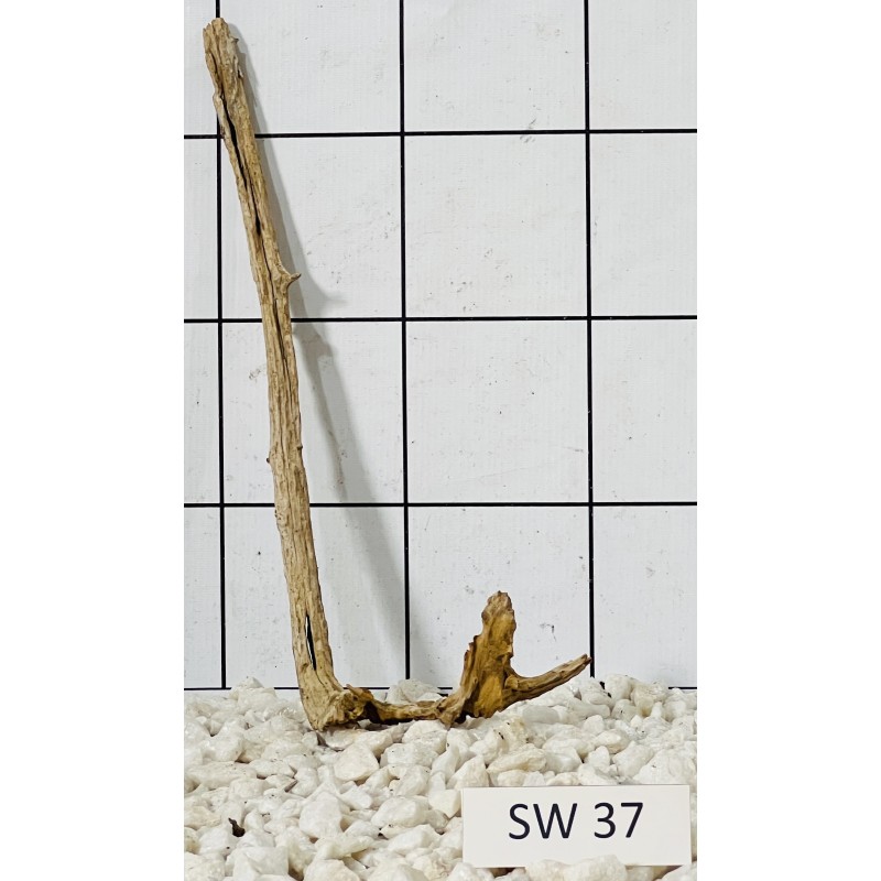Stump wood 37