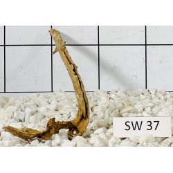 Stump wood 37