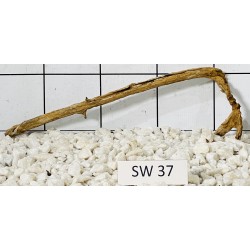 Stump wood 37