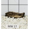 Mangrovewood 17