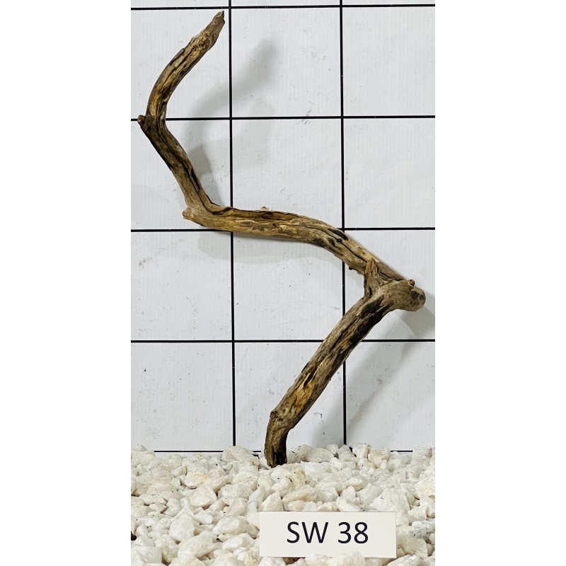 Stump wood 38