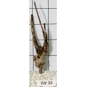 Stump wood 39