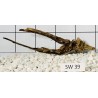 Stump wood 39