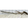 Stump wood 41