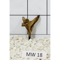 Mangrovewood 18