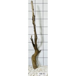 Stump wood 41