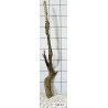Stump wood 41