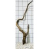 Stump wood 42