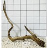 Stump wood 42