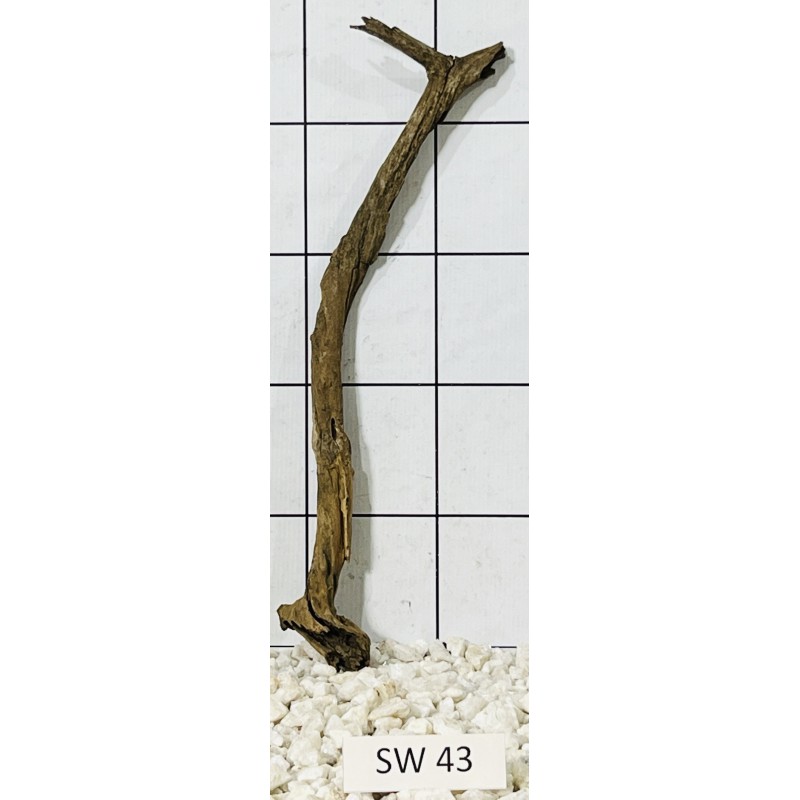 Stump wood 43