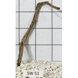 Stump wood 51