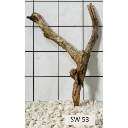 Stump wood 53