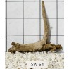 Stump wood 54