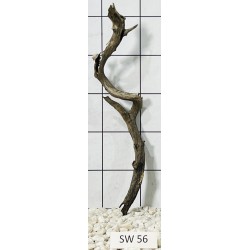 Stump wood 56