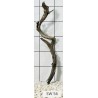Stump wood 56