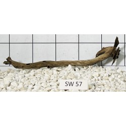 Stump wood 57