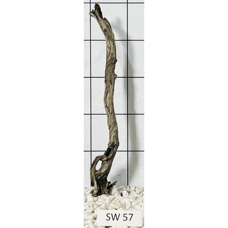 Stump wood 57