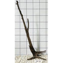 Stump wood 58
