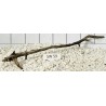 Stump wood 59