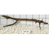 Stump wood 60