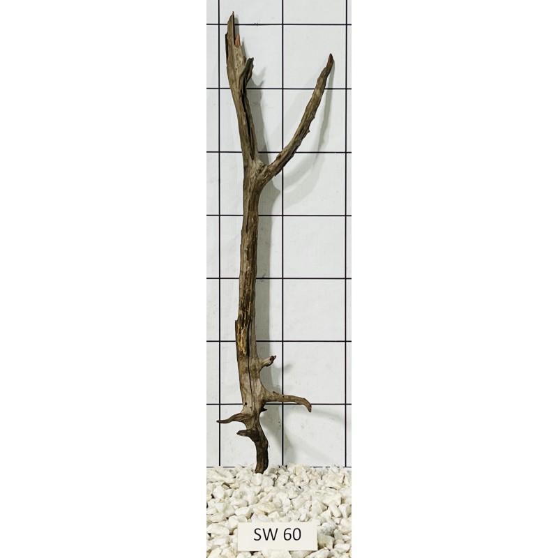 Stump wood 60