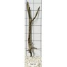 Stump wood 60