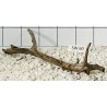 Stump wood 60