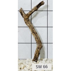 Stump wood 66
