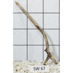 Stump wood 67