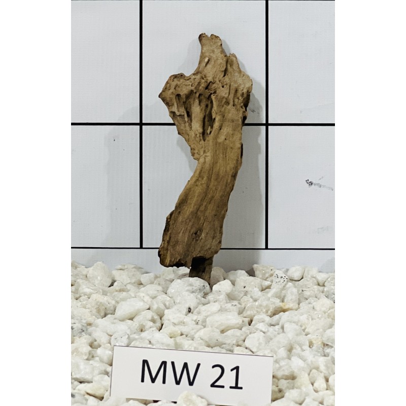 Mangrovewood 21